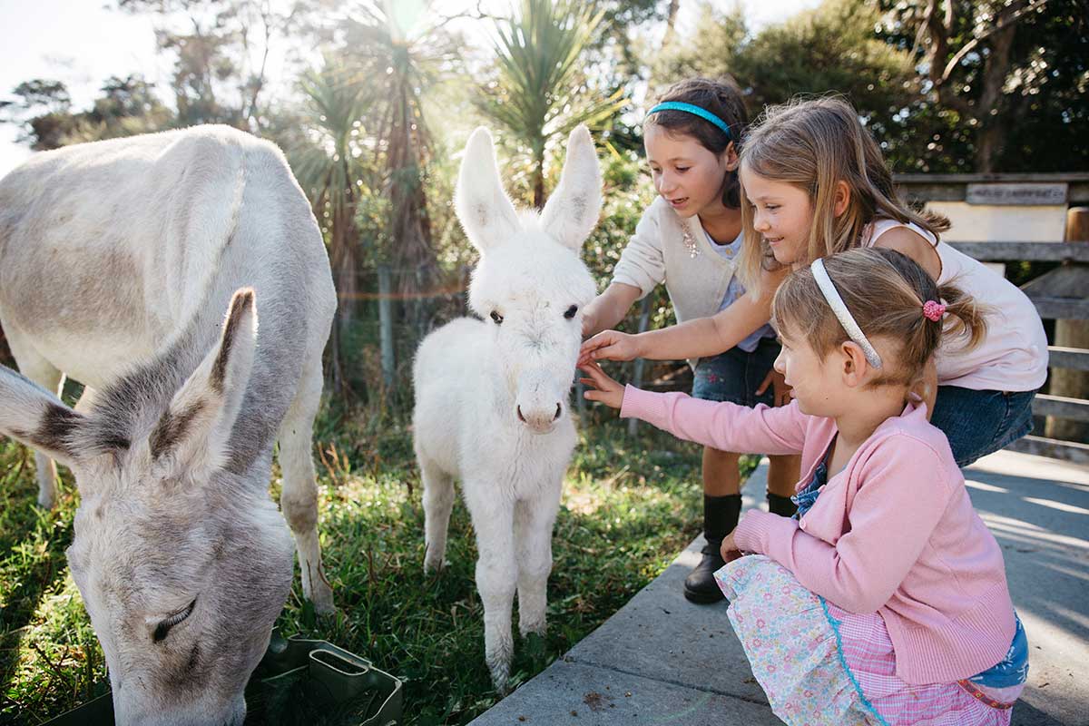 Three young girls petting a baby donkey in a paddock. 